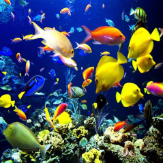 Acquario 3D
