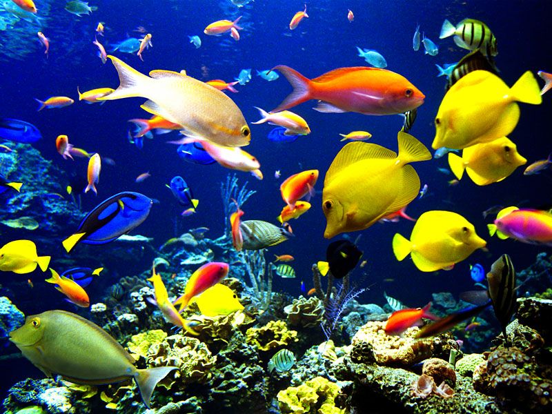 Acquario 3D