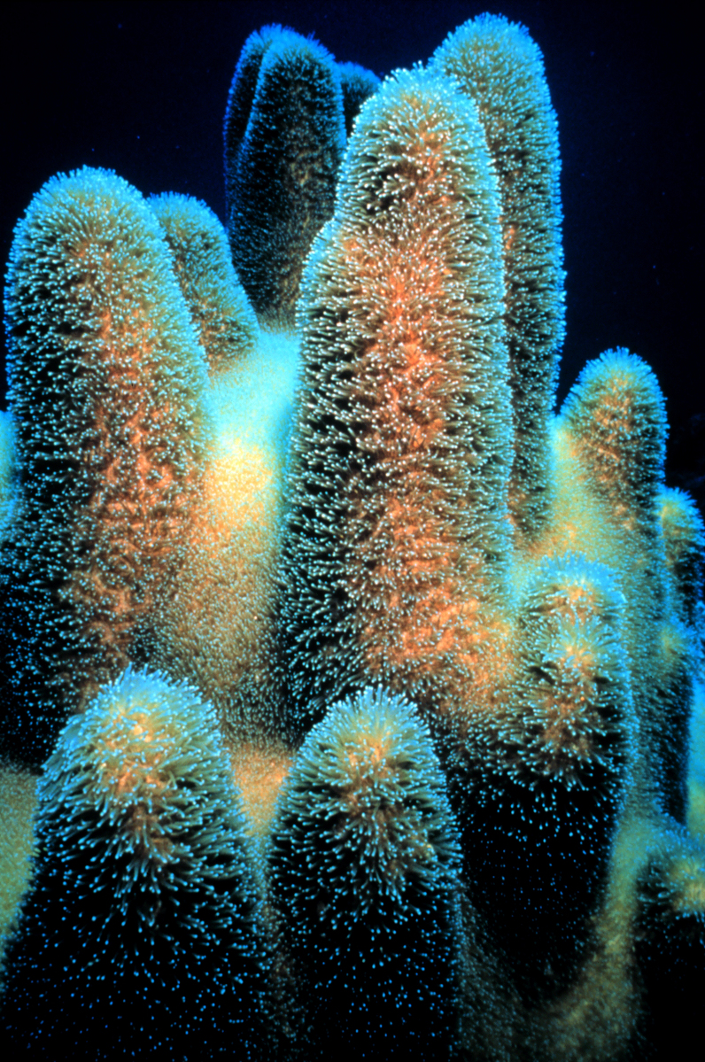 Coralli Dendrogyra cylindricus