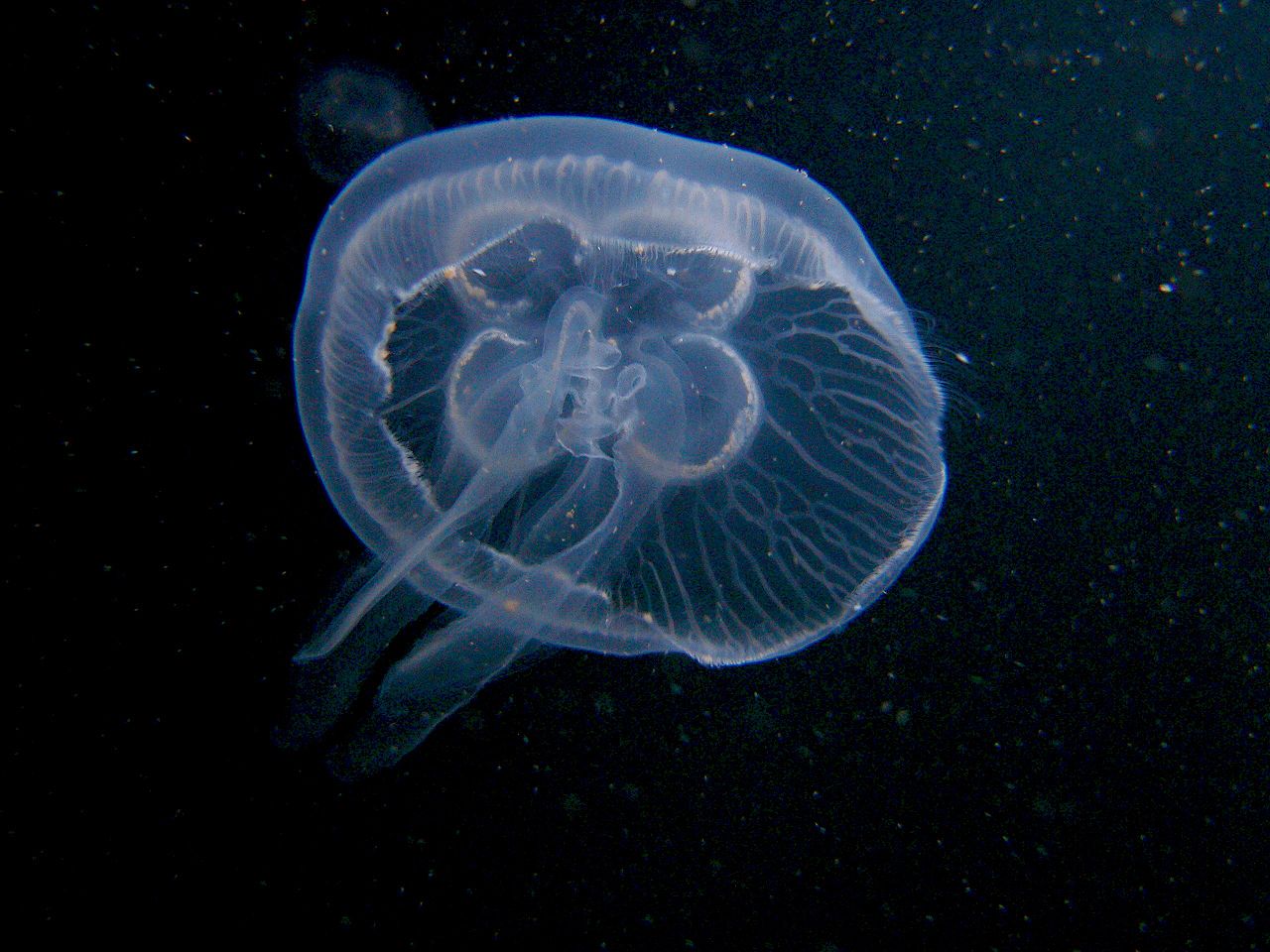 Medusa quadrifoglio