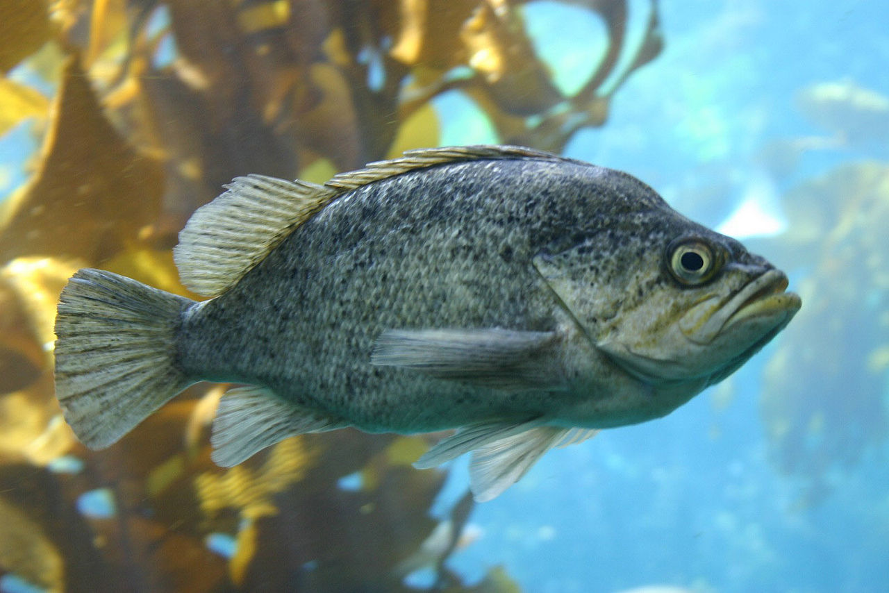 Pesce pietra (Sebastes atrovirens)