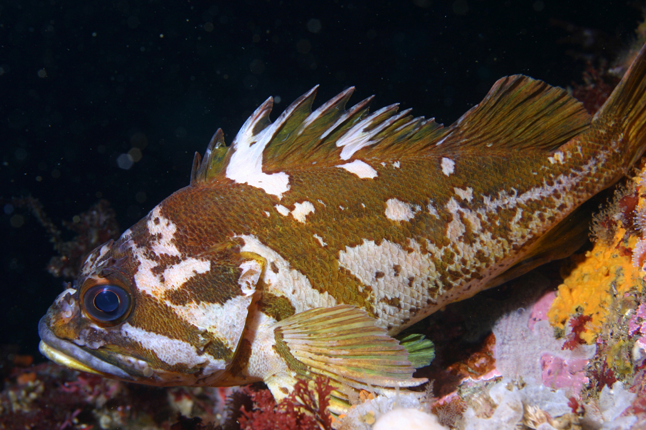 Pesce pietra (Sebastes carnatus)