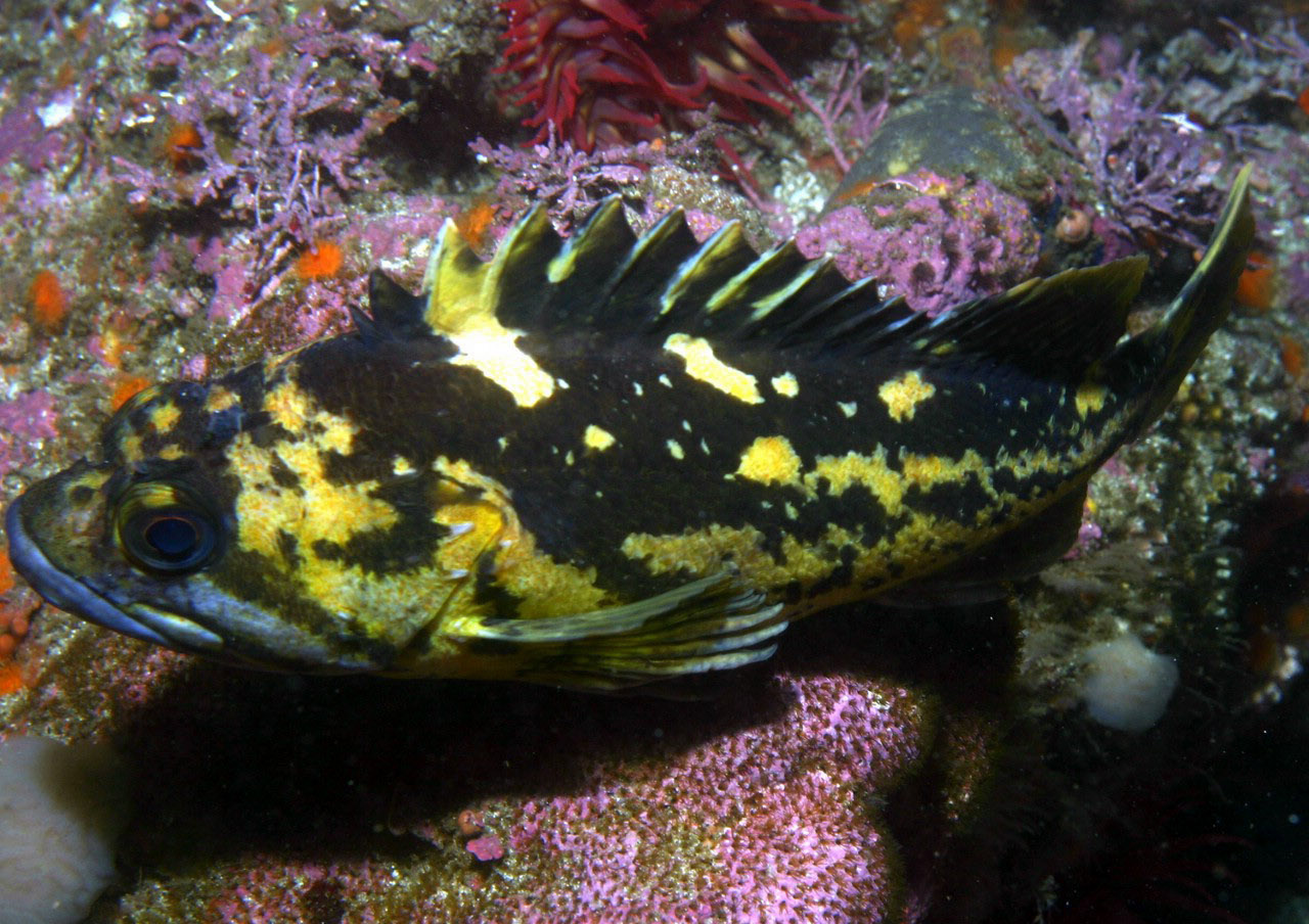 Pesce pietra (Sebastes chrysomelas)