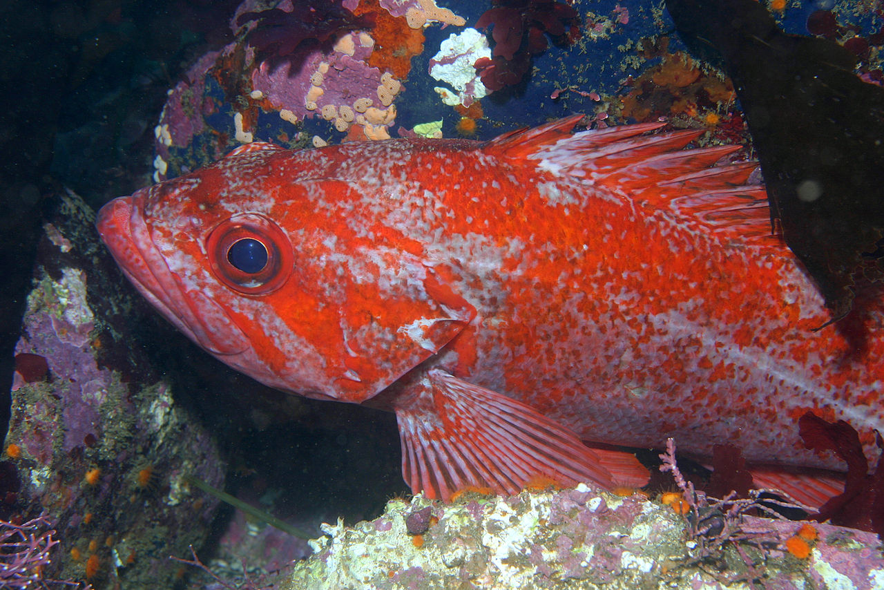 Pesce pietra (Sebastes miniatus)