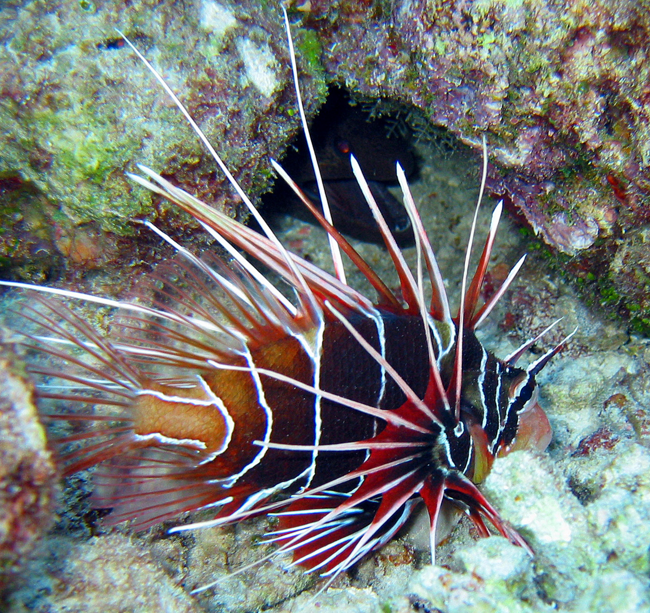 Pesce scorpione (Pterois radiata)