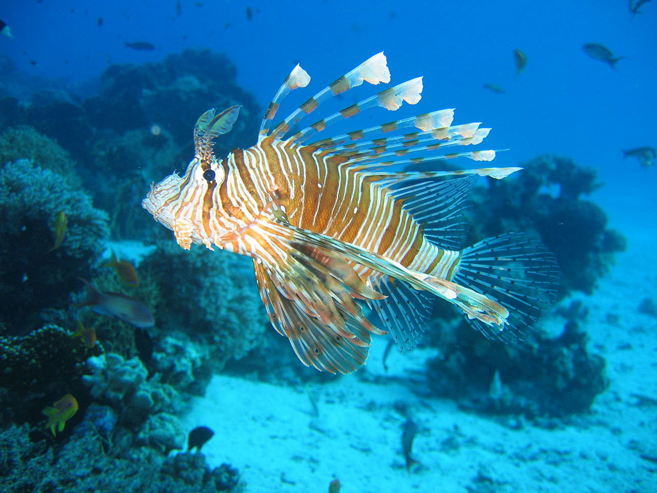 Pesce scorpione (Pterois volitans)