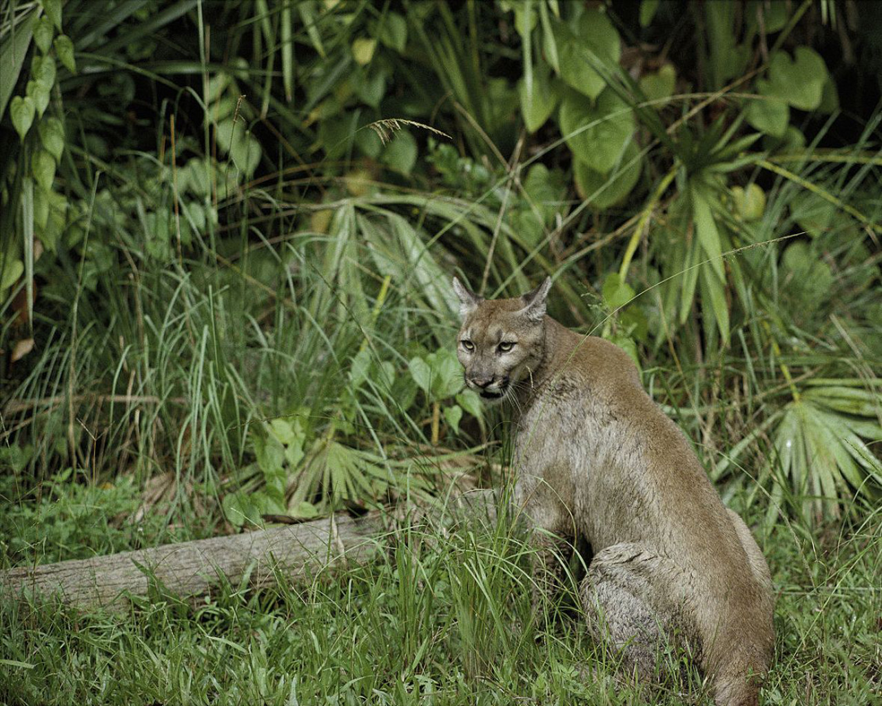 Pantera della Florida o Puma concolor coryi