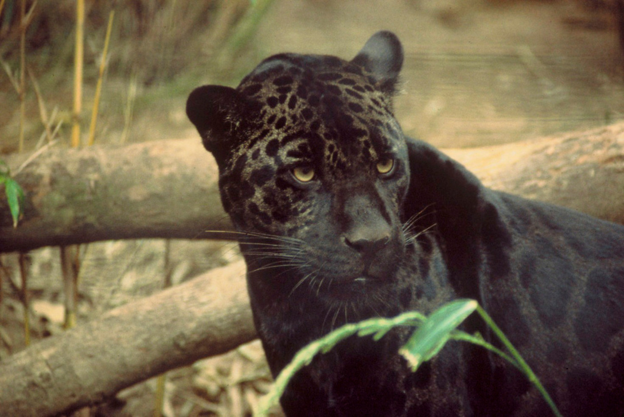 Giaguaro nero