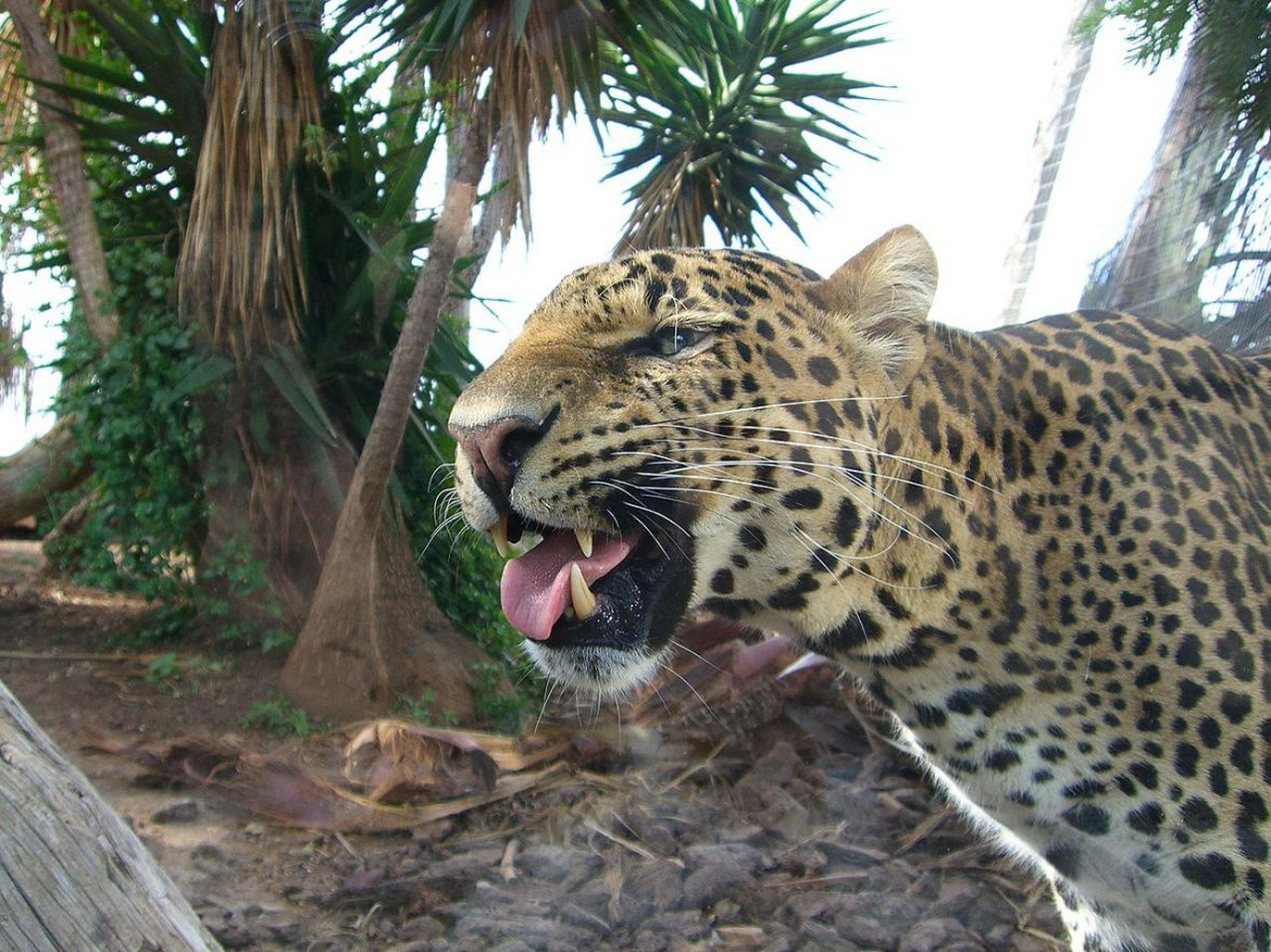 Leopardo o Panthera pardus