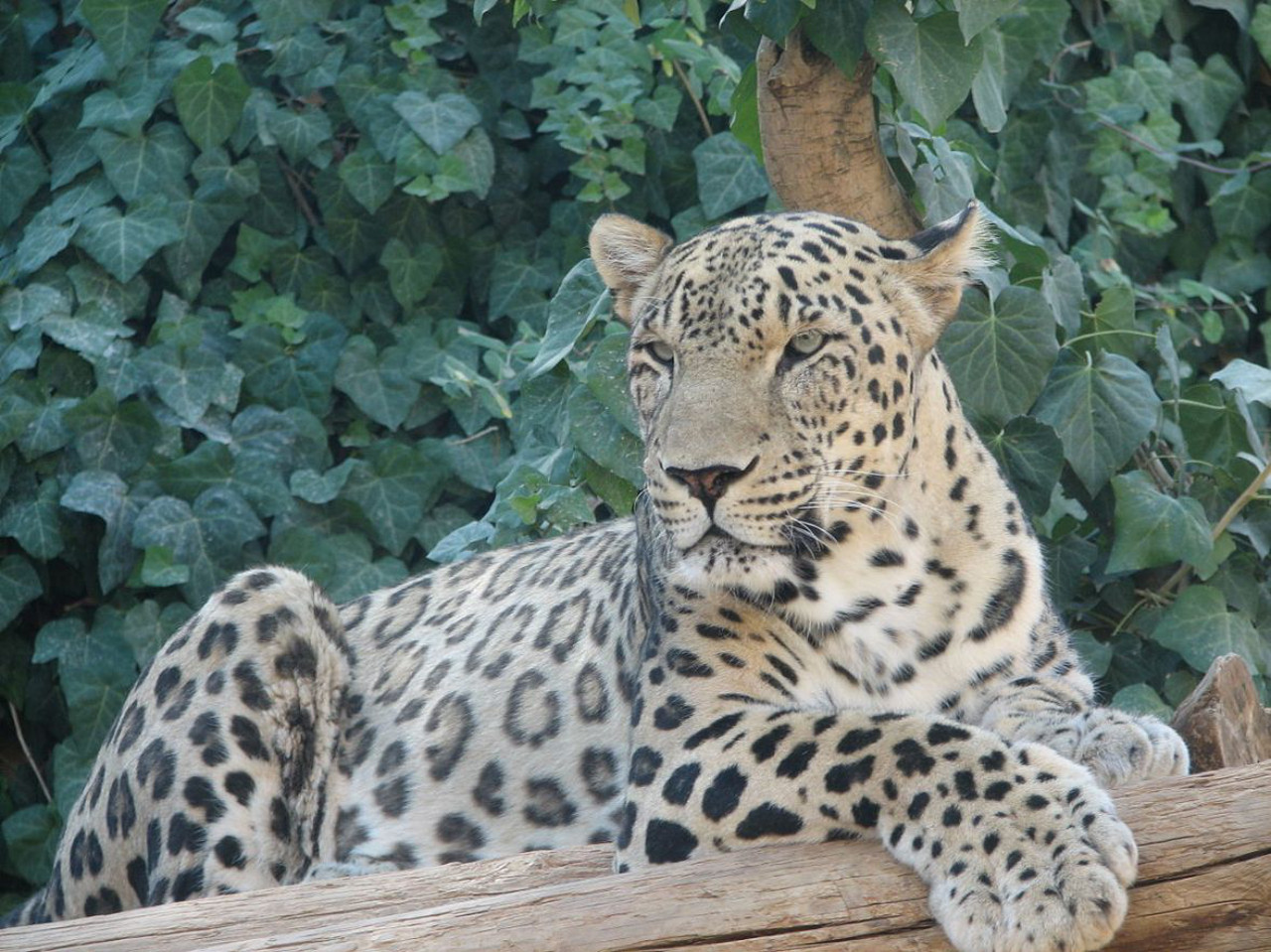 Leopardo persiano o Leopardo del Caucaso