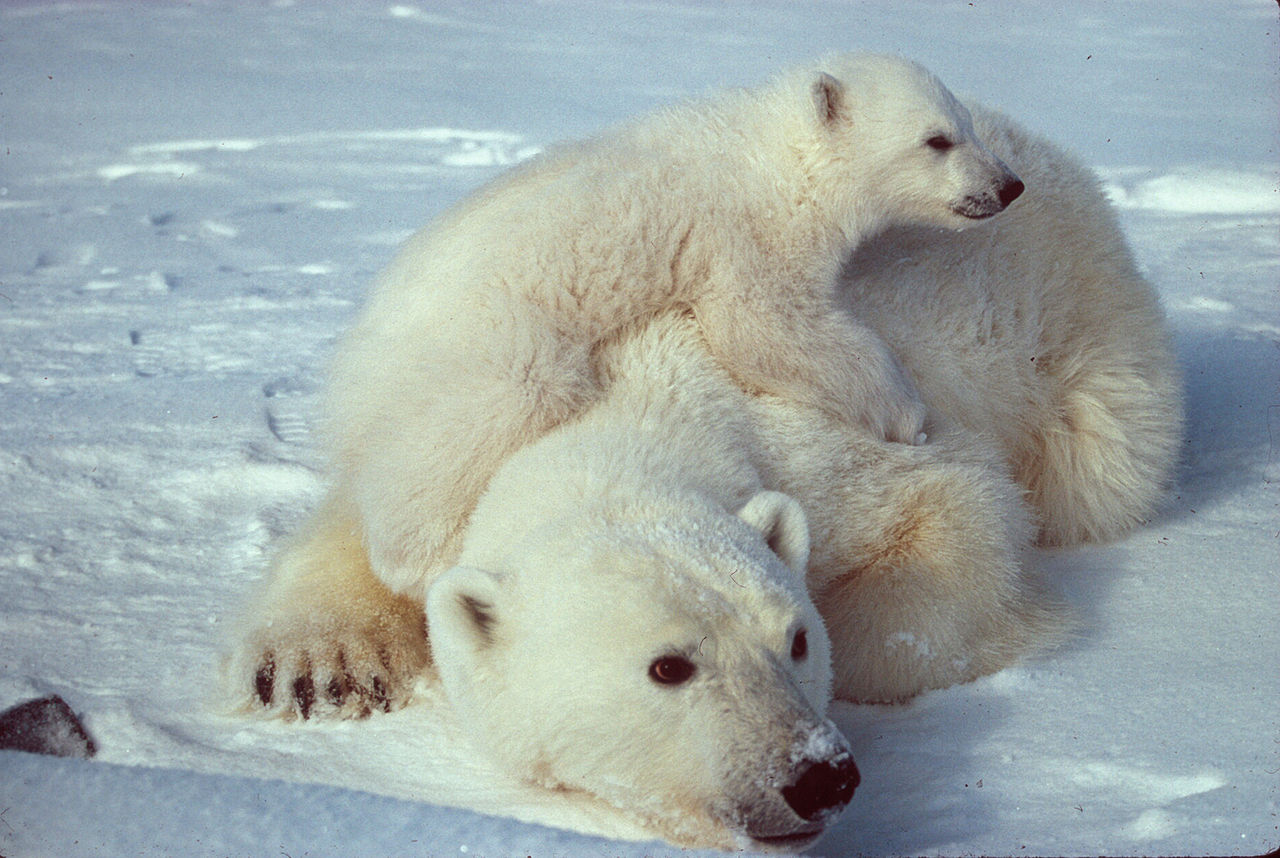 Orso polare o Orso bianco con cucciolo