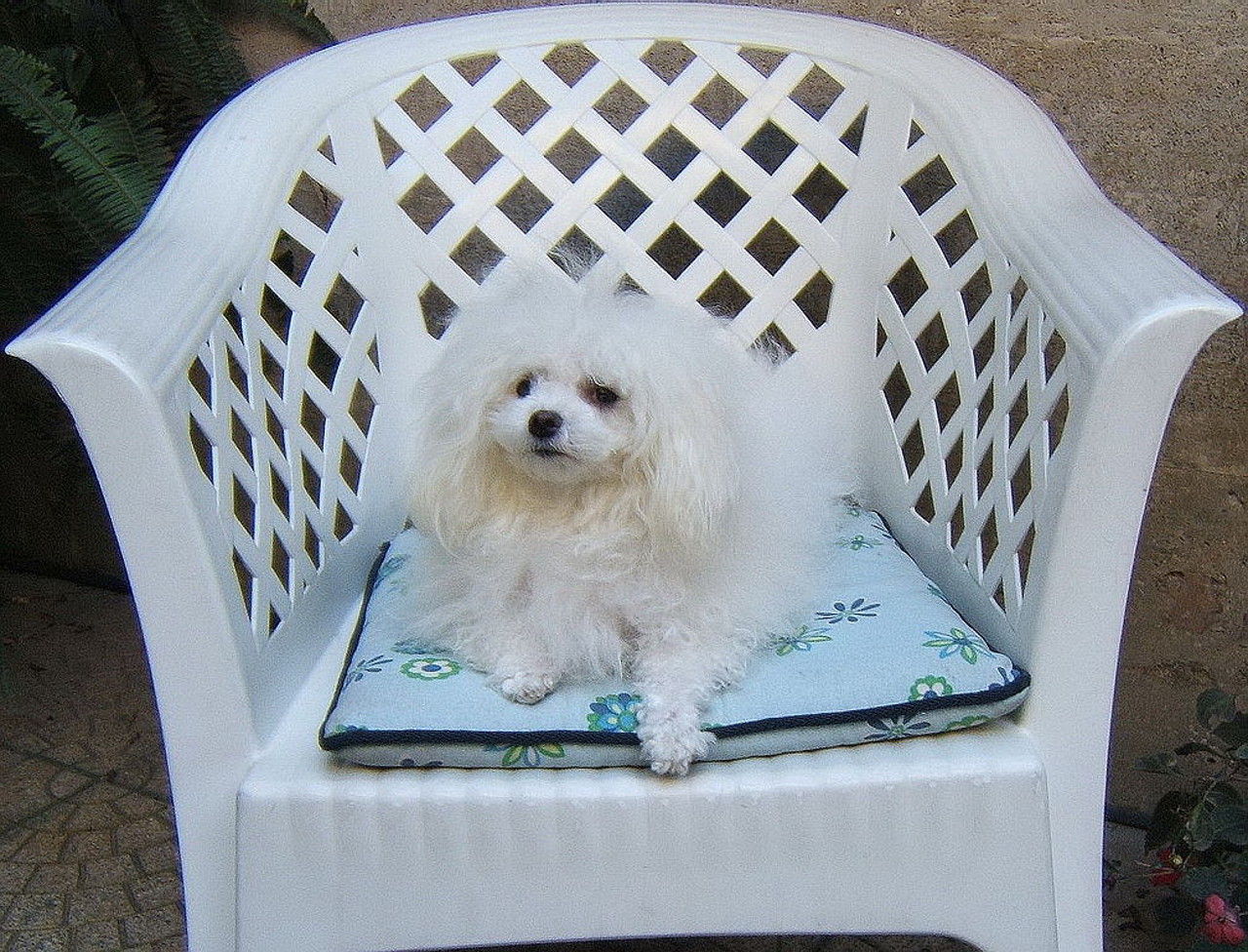 Cane di razza Bolognese