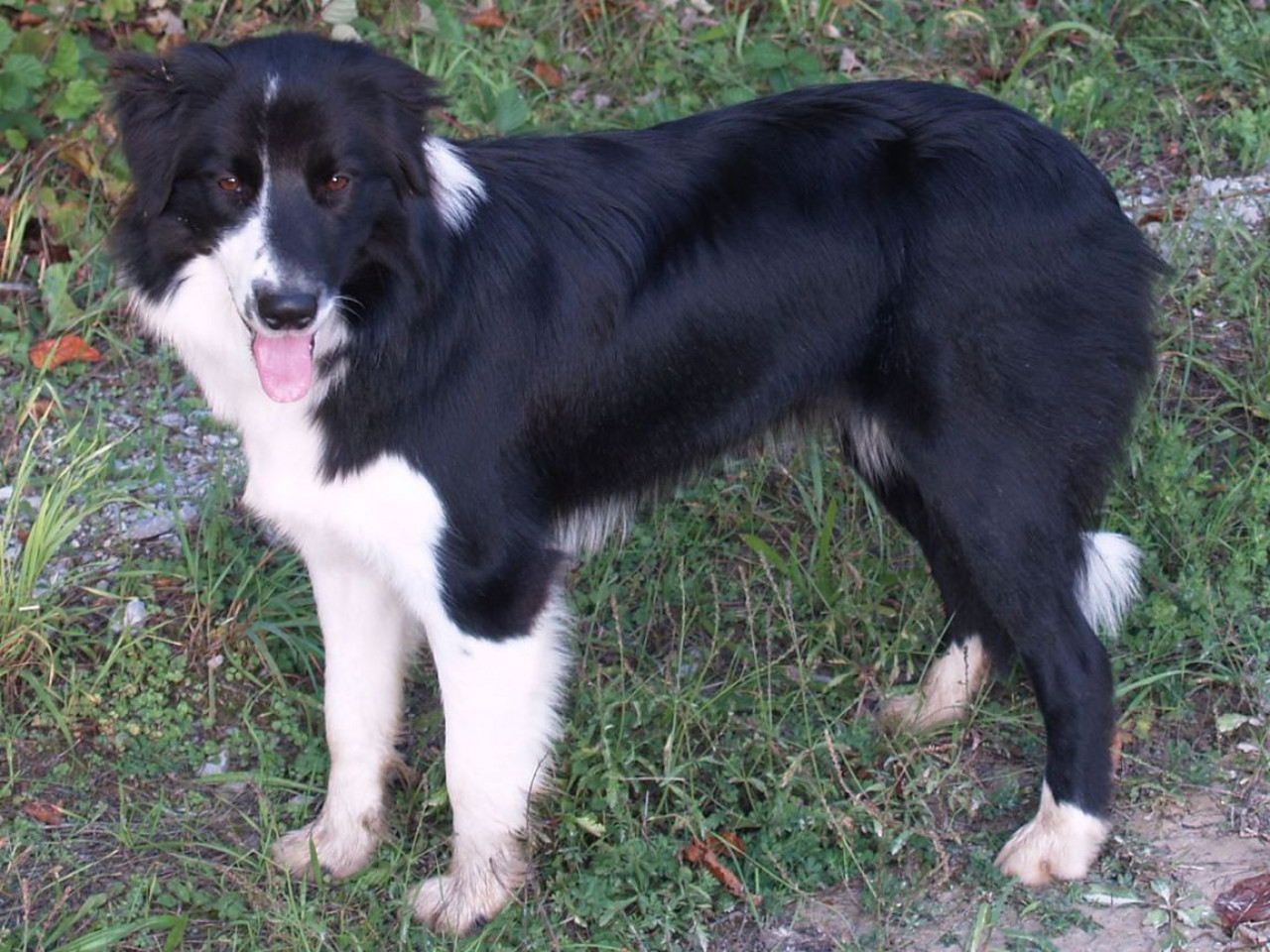 Cane di razza Border Collie