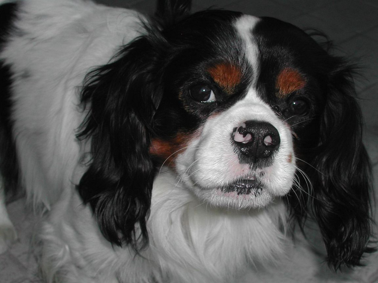 Cane di razza Cavalier King Charles Spaniel