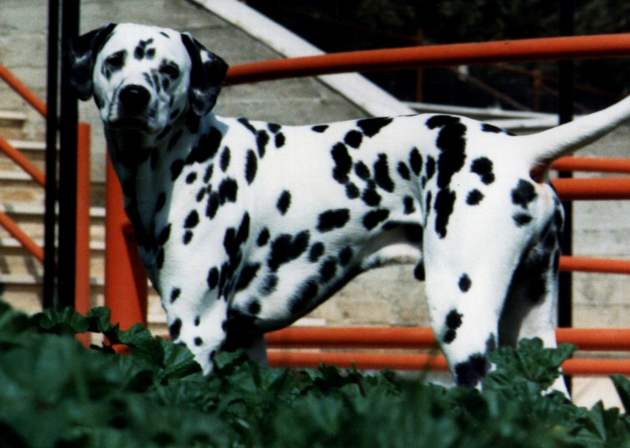 Cane di razza Dalmata