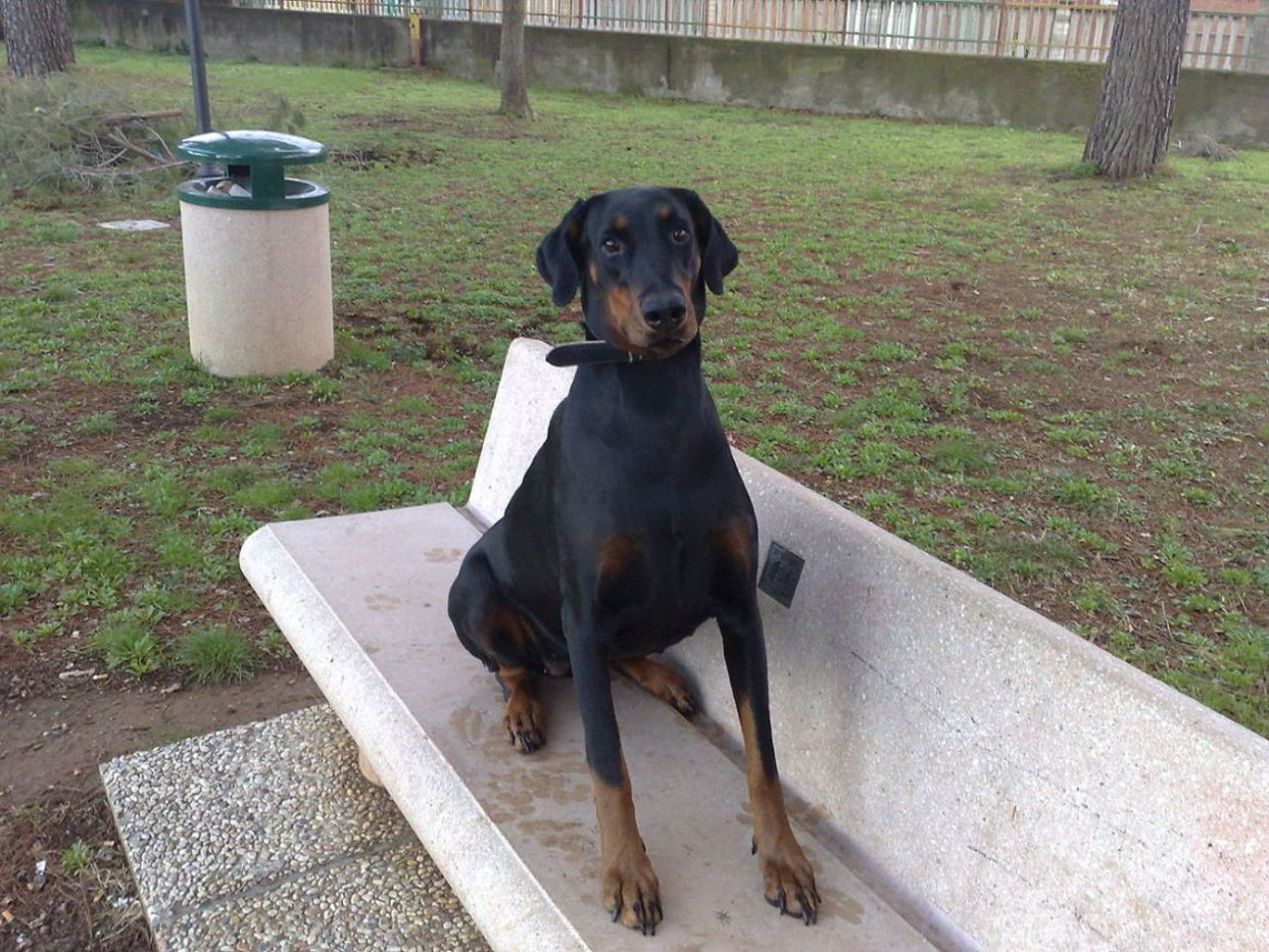 Cane di razza Dobermann