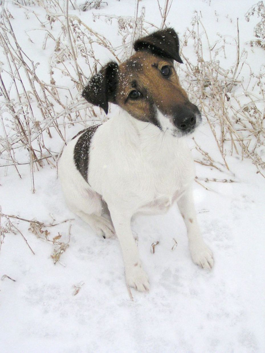 Cane di razza Fox Terrier