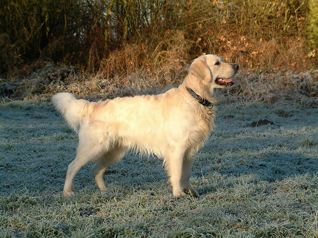 Cane di razza Golden Retriever