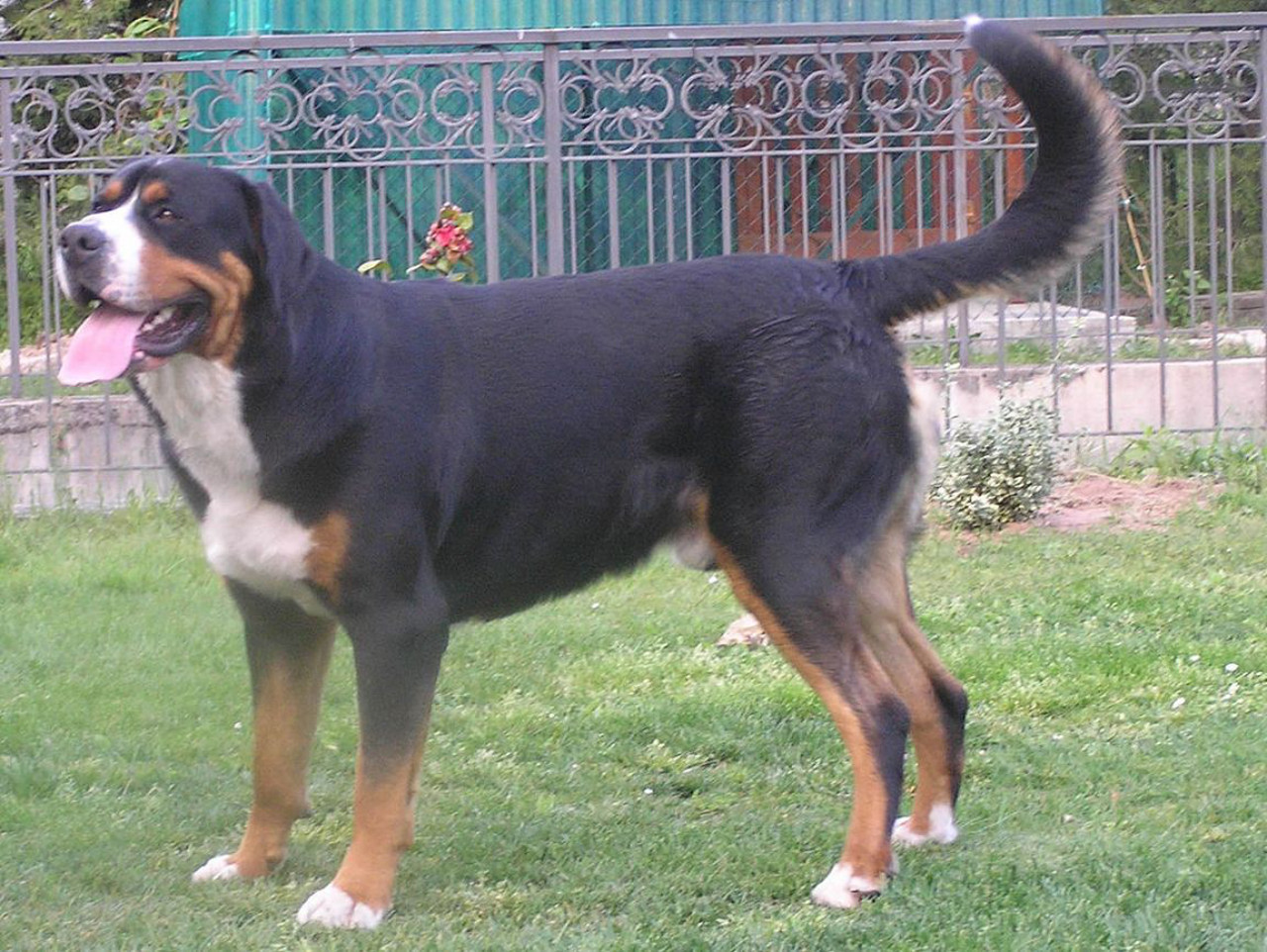 Cane di razza Grande bovaro svizzero