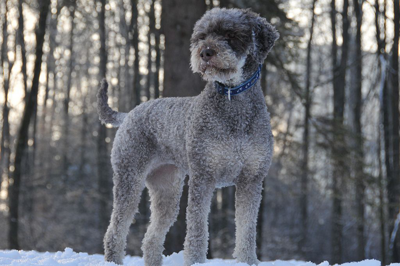 Cane di razza Lagotto