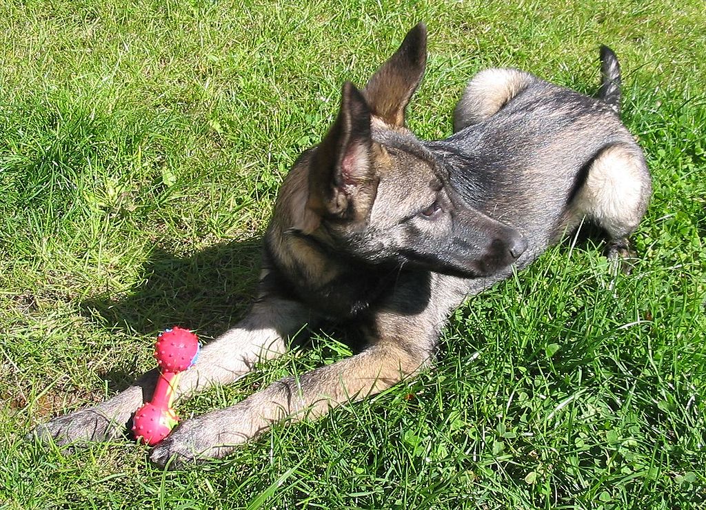 Cane di razza Lupo Italiano