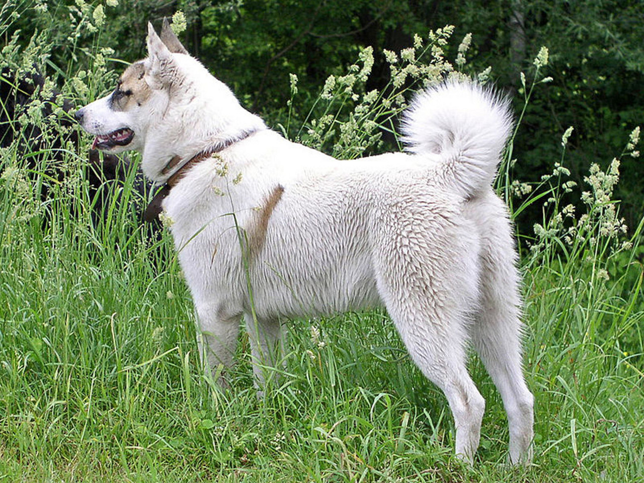 Cane di razza West Siberian Laika