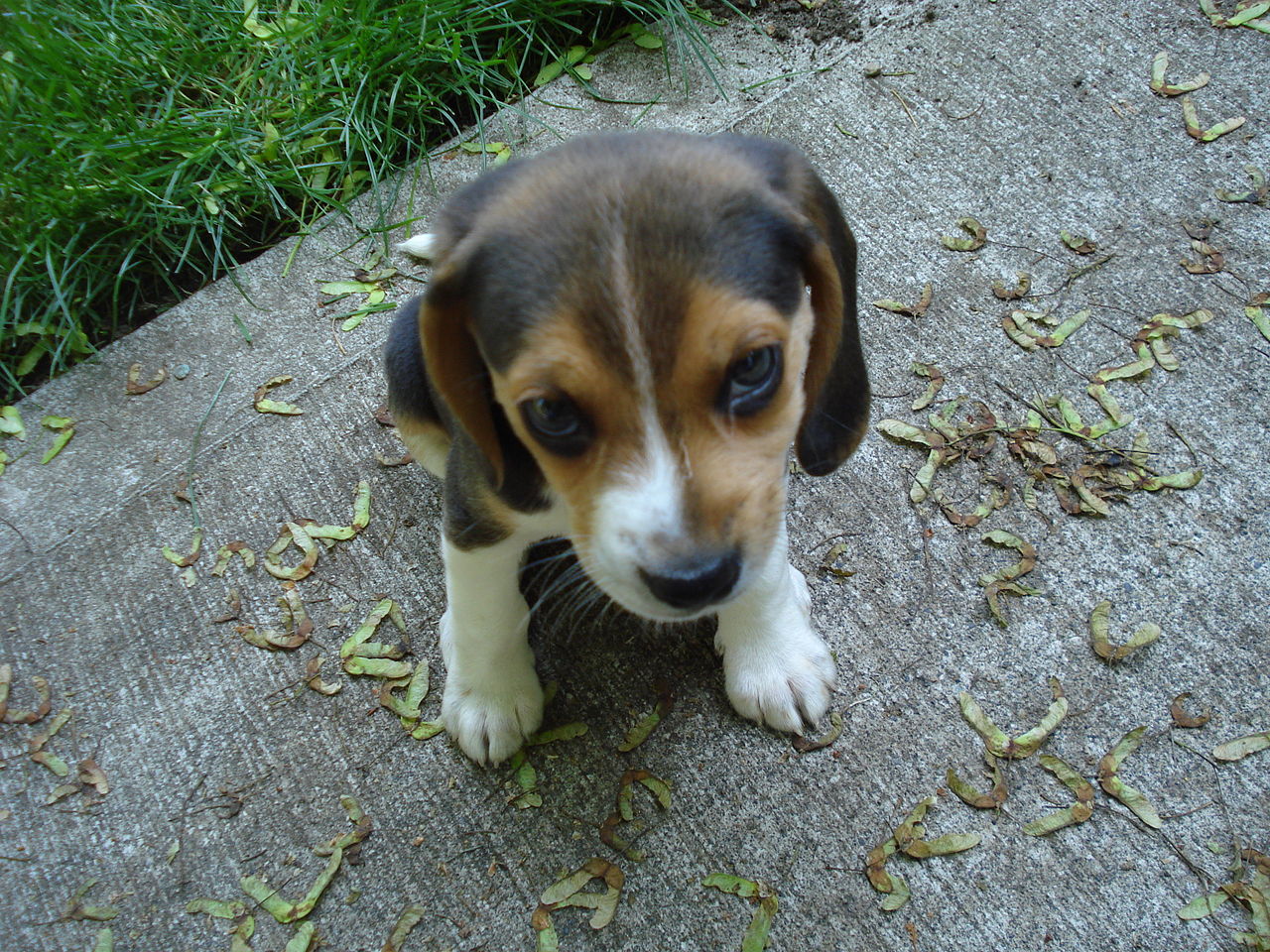 Cucciolo di cane di razza Beagle