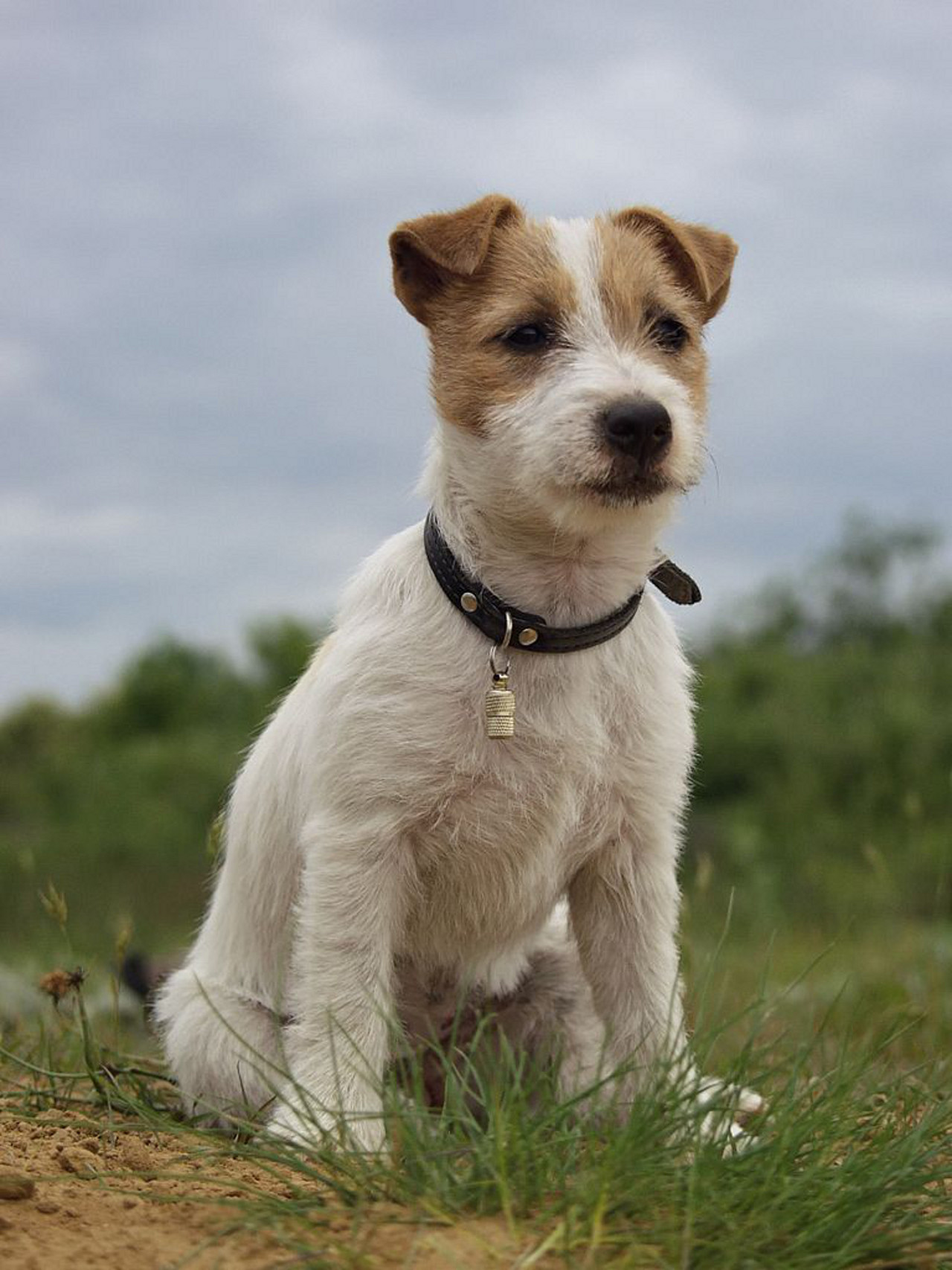 Cucciolo di cane di razza Jack Russell Terrier