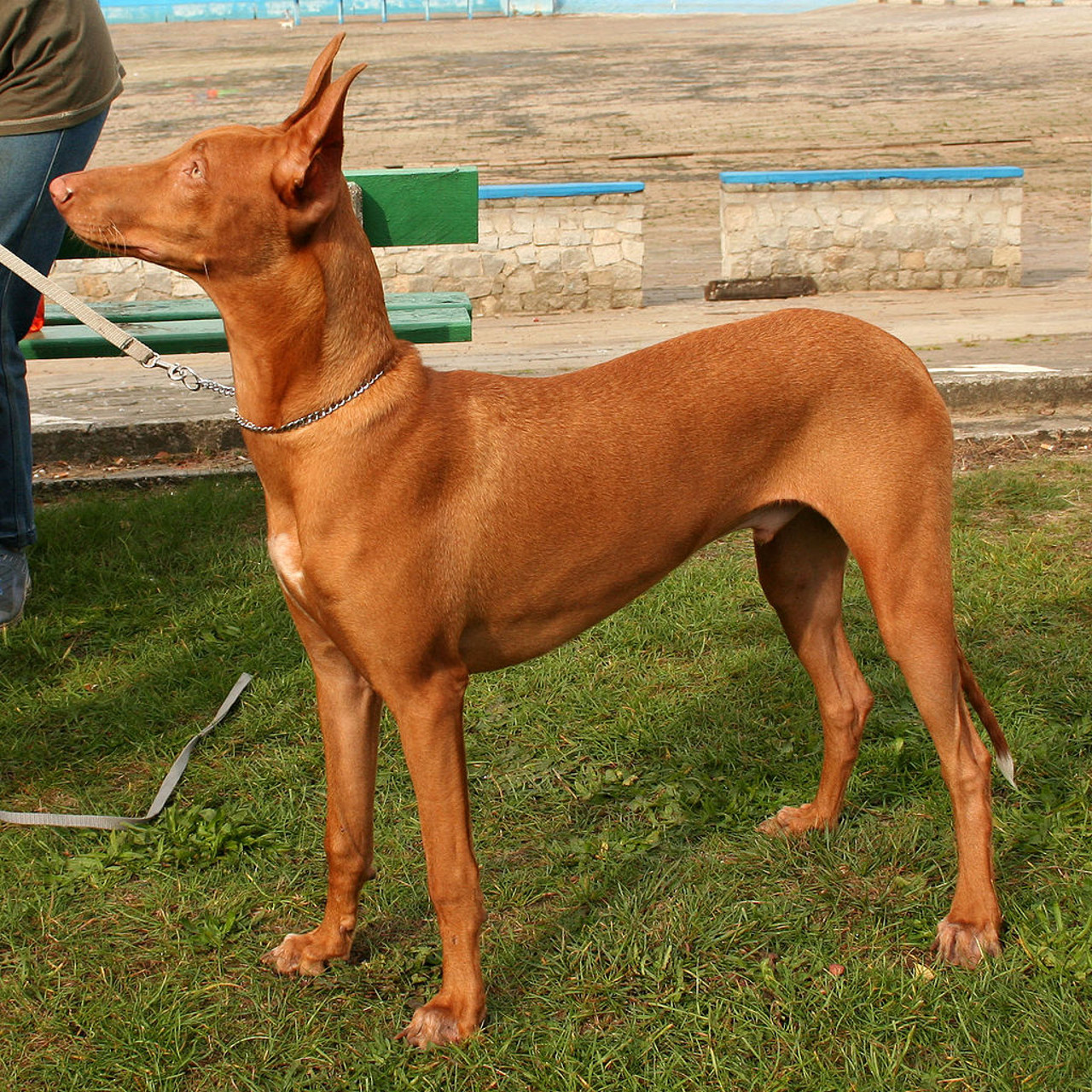Cane dei Faraoni o Kelb tal-Fenek o Pharaon Hound