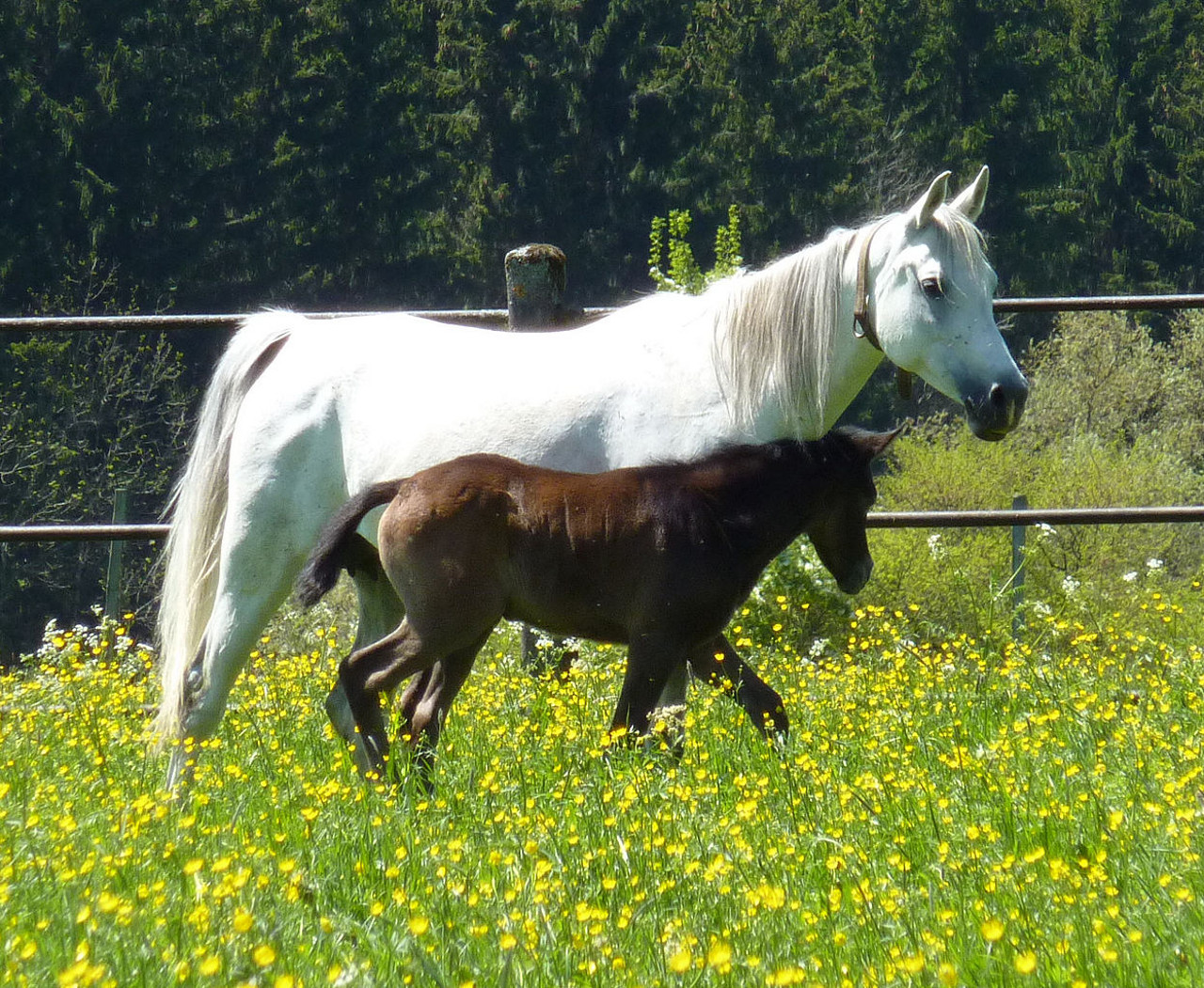 Cavallo Arabo