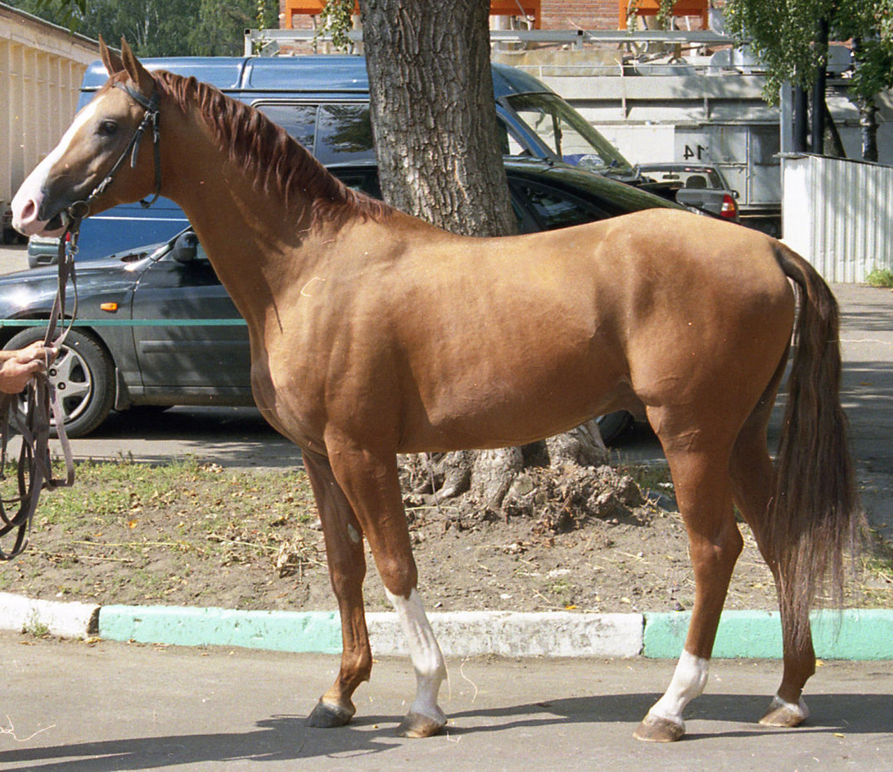 immagine di un cavallo del Don