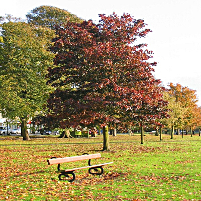 Panchina sotto l'albero d'autunno