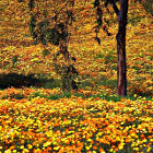 Prato in autunno con bellissimi fiori arancione e gialli