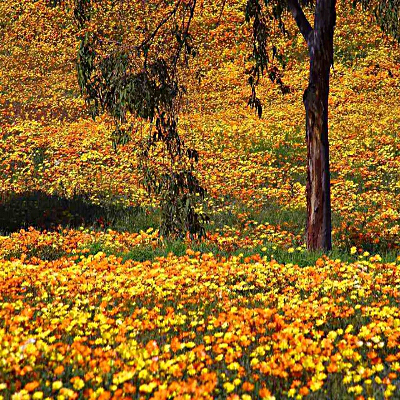 Prato in autunno con bellissimi fiori arancione e gialli