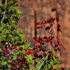 Ramo con foglie rosse in autunno