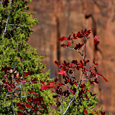 Ramo con foglie rosse in autunno