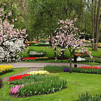 Giardino con alberi e prati pieni di fiori colorati in estate