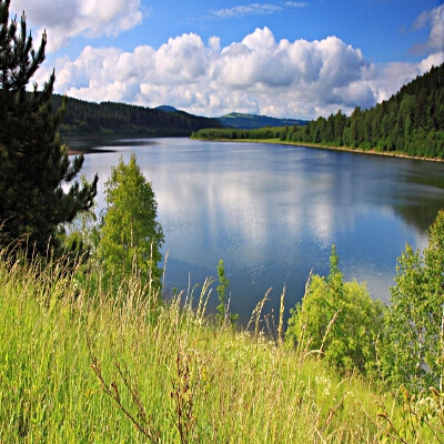 Erba alta e alberi verdi sulle sponde del lago di montagna in estate