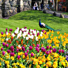 Prato con tanti fiori rosa, bianchi e gialli in estate