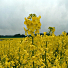 Fiori gialli con fusto alto in estate