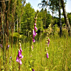 Alti steli di campanule o campanelle dai fiori viola nel bosco in estate