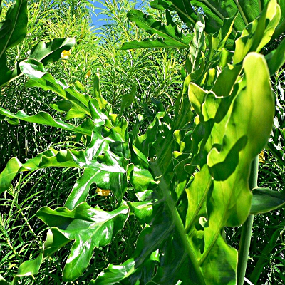 Larghe foglie e tanti sottili ramoscelli verdi in estate