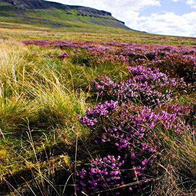Fiori viola tra l'erba alta in estate