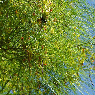 Fiori colorati sui rami di un grande albero in estate