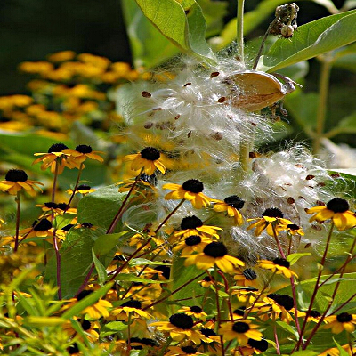 Fiori gialli come margherite con il centro scuro in estate