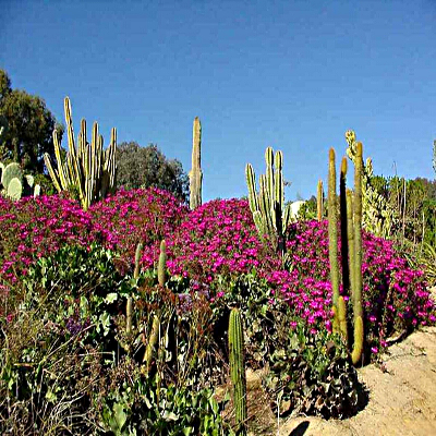 Alti cactus in un campo di fiori color rosa intenso in estate