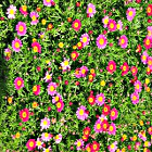 Tanti piccoli fiorellini dalle varie sfumature del rosa in estate