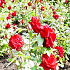 Splendite rose di un colore rosso intenso in estate