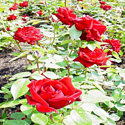Splendite rose di un colore rosso intenso in estate