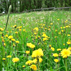 Tanti fiorellini gialli in campagna d'estate